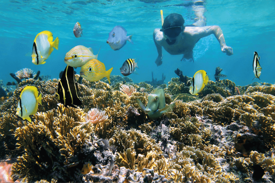 Snorkeling in Rosario island park
